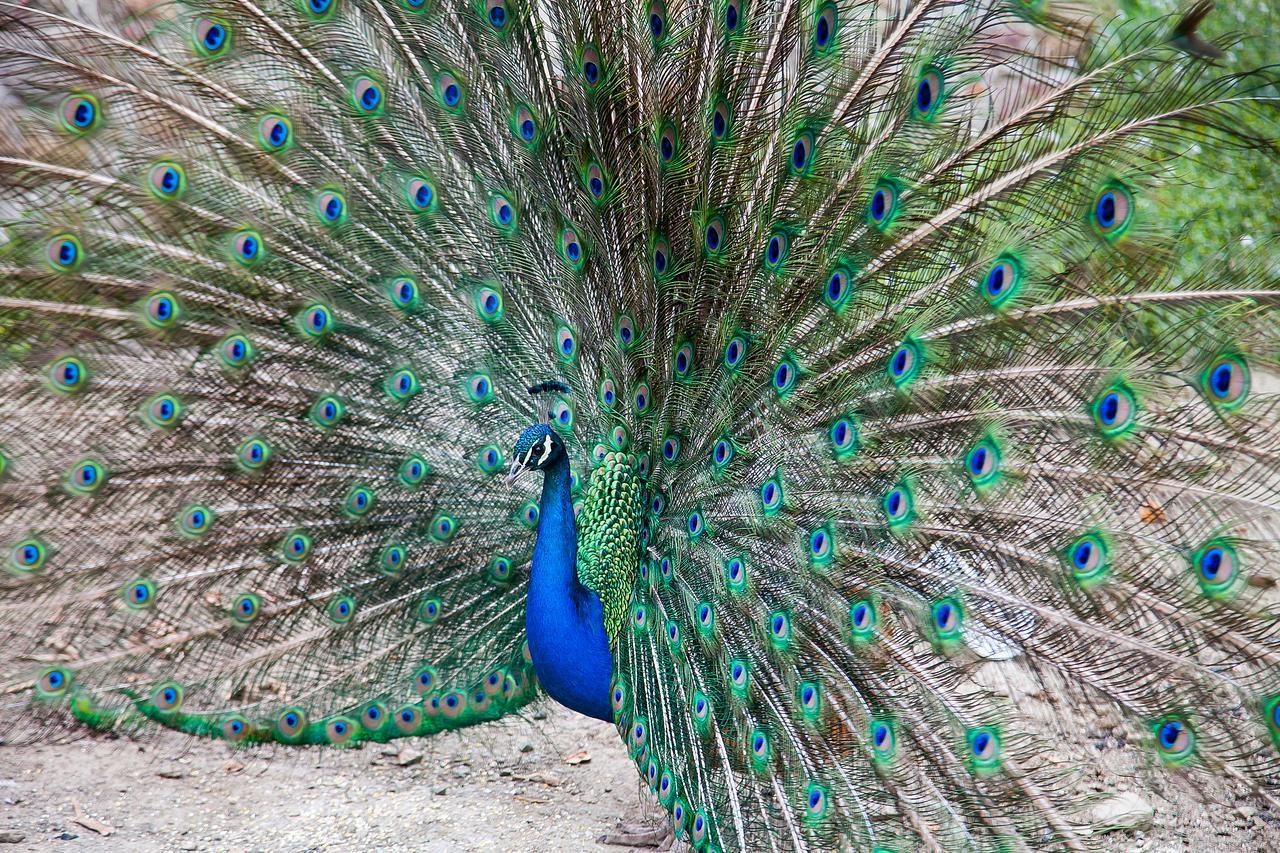 Bed and Breakfast Le Mas Des Roches Proche Puy Du Fou Saint-Paul-en-Pareds Экстерьер фото