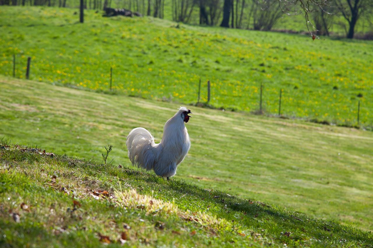 Bed and Breakfast Le Mas Des Roches Proche Puy Du Fou Saint-Paul-en-Pareds Экстерьер фото