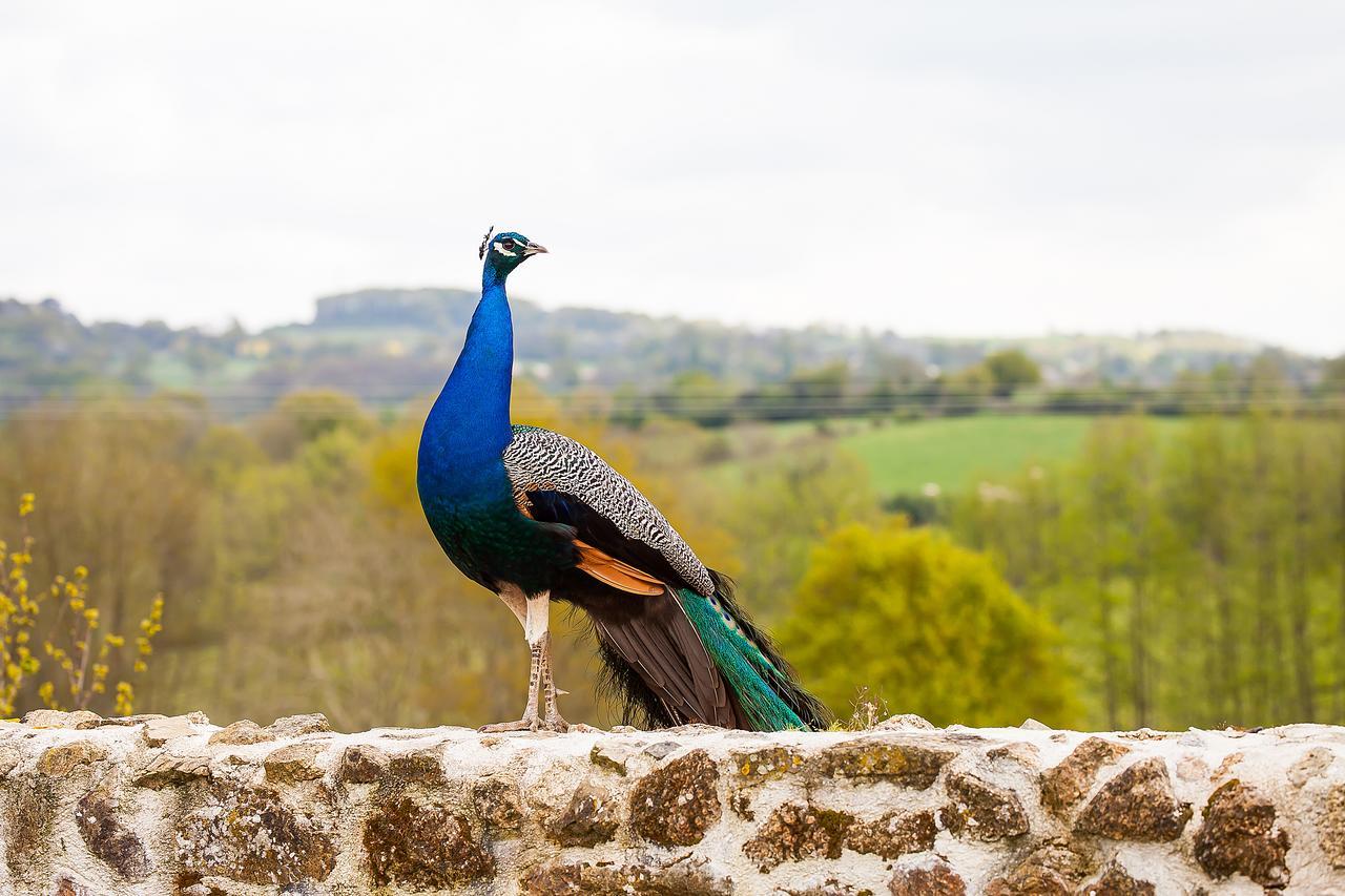 Bed and Breakfast Le Mas Des Roches Proche Puy Du Fou Saint-Paul-en-Pareds Экстерьер фото